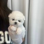 하이퍼피 강아지분양 고양이분양 군산본점