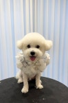 견공간샵