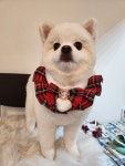 뉴독