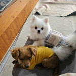 놀다가개 유치원