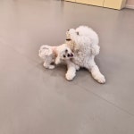 리틀댕댕 인천점