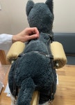 동물제중원금손이동물병원
