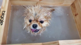 바우바우 반려견미용실