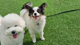 진접 애견유치원 애견호텔 퍼피빈