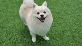 진접 애견유치원 애견호텔 퍼피빈