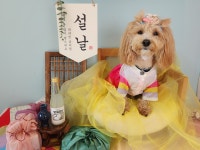 진접 애견유치원 애견호텔 퍼피빈