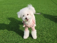 진접 애견유치원 애견호텔 퍼피빈