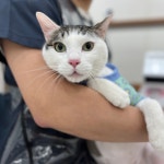 W 고양이미용센터 부평