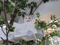 장화신은 고양이 호텔&미용실