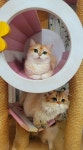 라온캐터리