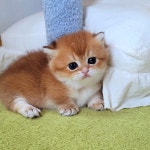 라온캐터리
