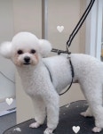 댕댕이발소