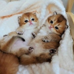 라온캐터리