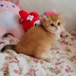 라온캐터리