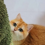 라온캐터리