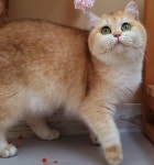 라온캐터리