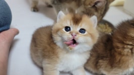 라온캐터리