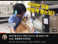 청평동물병원