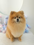 섬댕 강아지미용실