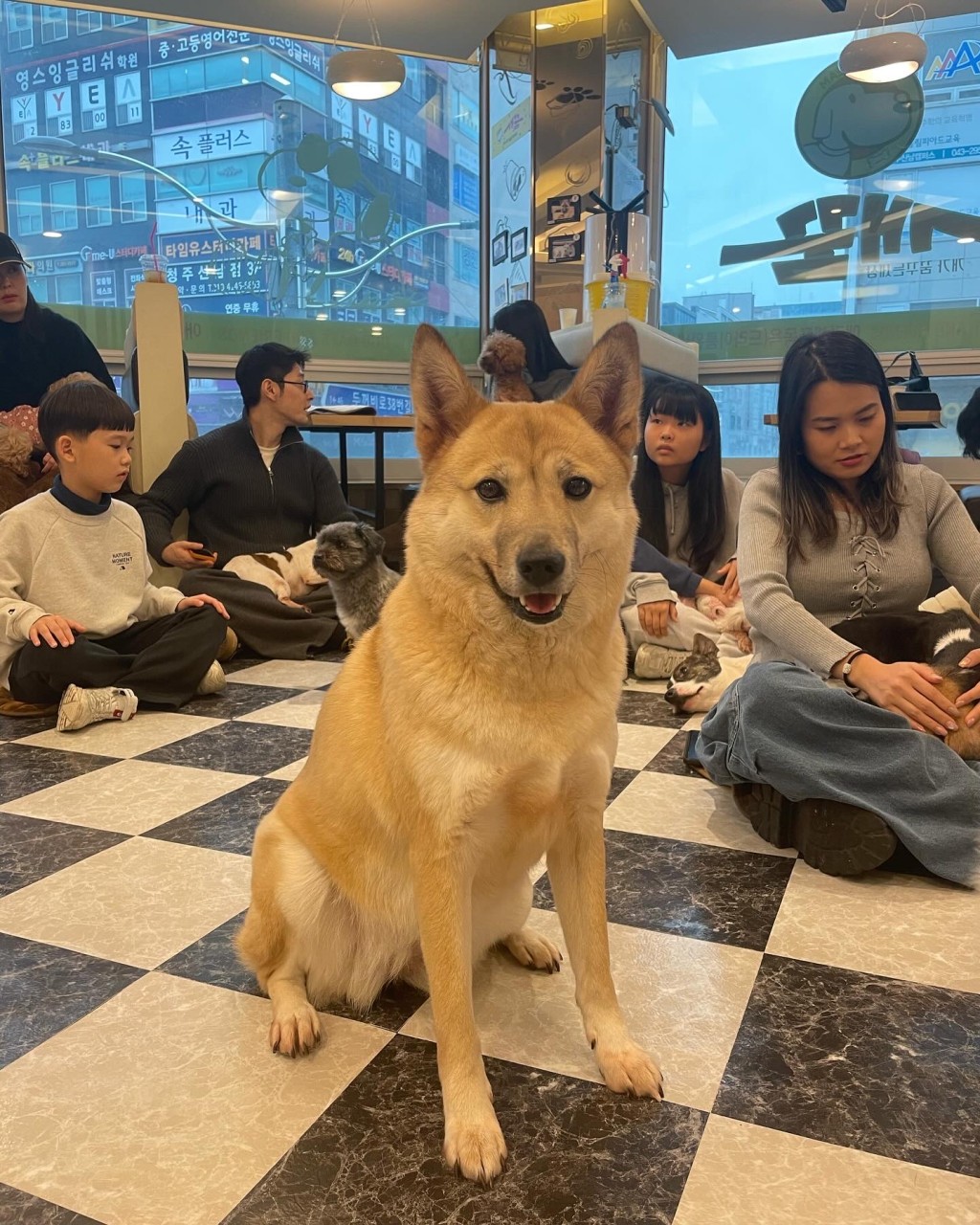 청주 유기동물 입양지원센터 개꿈