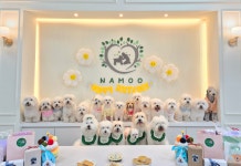 나무애견유치원