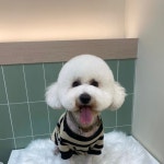 멍스럽개