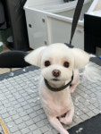 멍스럽개
