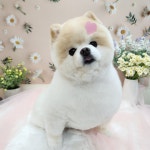 댕댕사우나