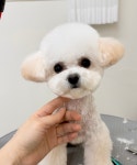 또또시 그루밍