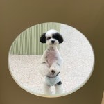 아워퍼피