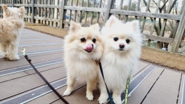 댕그레 애견유치원 & 애견호텔