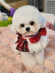 마벨앤퍼피켄넬