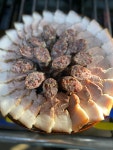 진미국밥