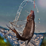 제일실내낚시터