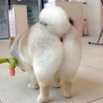 코코넨네펫미용샵