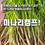 원동미나리캠프