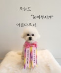 눈이부시개