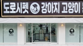 대구강아지분양 도로시펫