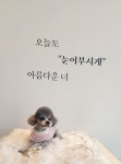 눈이부시개