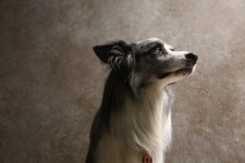 앙쥬펫 강아지분양 은평구점