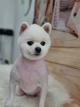 애견샵 붐