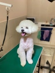 퍼피샬롱