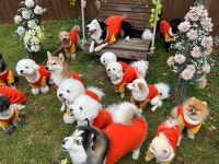 버프독 애견유치원 독피트니스 강아지유치원 버프탕