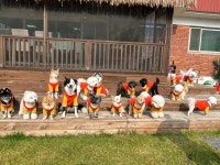 버프독 애견유치원 독피트니스 강아지유치원 버프탕