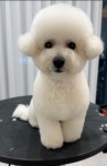 견공간샵