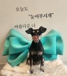 눈이부시개