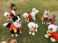 버프독 애견유치원 독피트니스 강아지유치원 버프탕