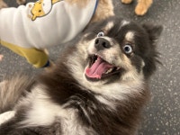 버프독 애견유치원 독피트니스 강아지유치원 버프탕