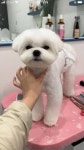 지애롭개