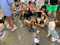 더왈츠 앤 조이피아 강남